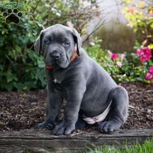Frida, Cane Corso Puppy